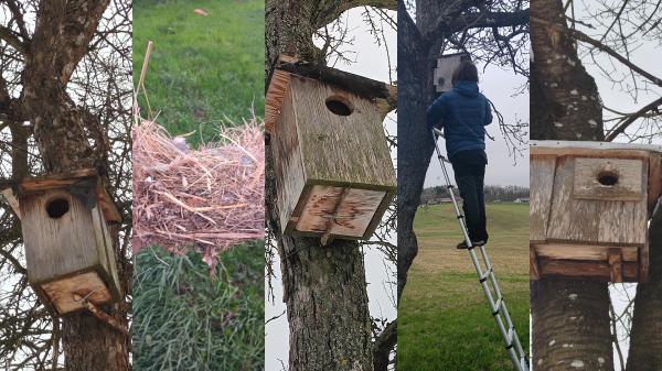 Na Goričkem očistili gnezdilnice in napovedali 100 novih 