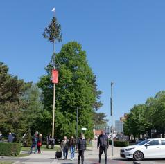 FOTO in VIDEO: V Murski Soboti pred praznikom dela postavili mlaj, sindikati opozorili na pravice delavcev