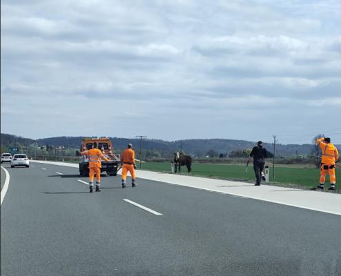 Zaradi živali zaprt izvoz na pomurski avtocesti