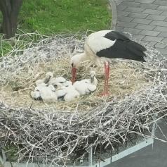 FOTO in VIDEO: V tem pomurskem kraju letos iz gnezda kukajo kar štiri male štorklje