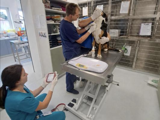 FOTO: Psička Lexie postala junakinja, njena kri bo pomagala reševati življenja