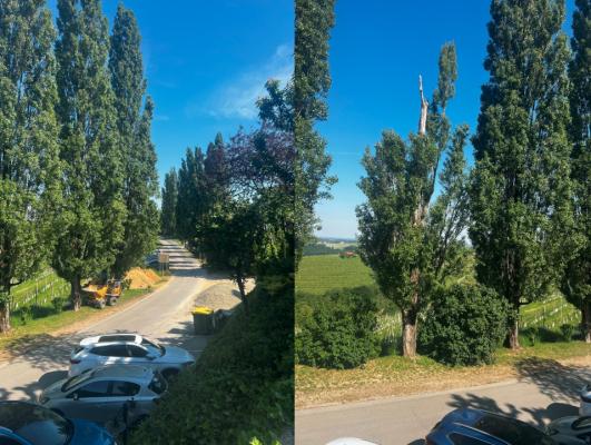 Zaradi varnosti bodo odstranili 11 dotrajanih topolov, zasadili jih bodo 30