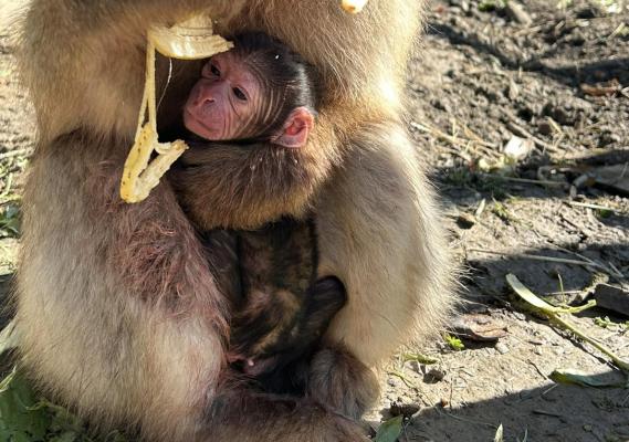 FOTO: V pomurskem živalskem vrtu se je rodil novi član, kmalu ga boste lahko obiskali