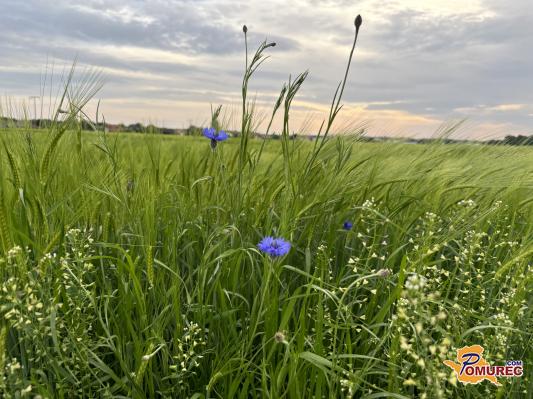 Današnji ljudski pregovori napovedujejo, kakšna bo letina 