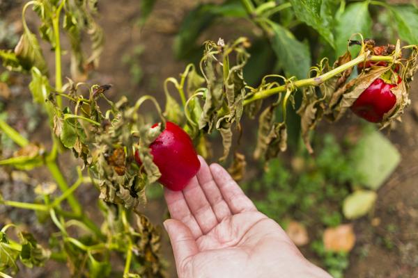 Je vaša paprika na vrtu zastala? Strokovnjaki opozarjajo na najpogostejše vzroke