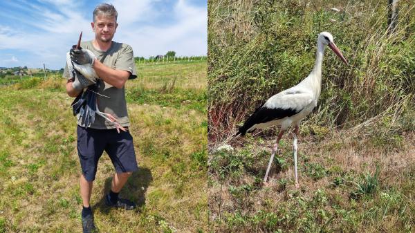 Ganljiva reševalna akcija na Goričkem, štorklja bo dobila novo priložnost