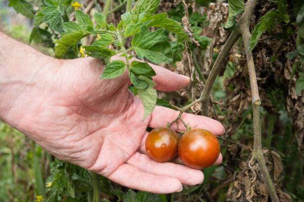 Paradižnik ne uspeva? To so najpogostejše težave in kako jih pravočasno odpraviti
