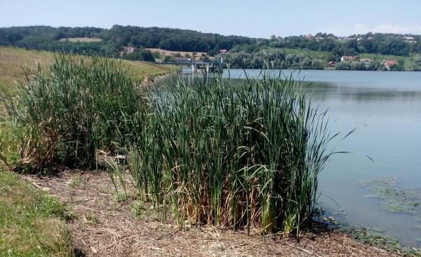 Zaradi vročine in pomanjkanja kisika znova prepovedan ribolov na pomurskem priljubljenem jezeru