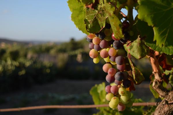 Kakšno bo letošnje vino? Današnji dan naj bi razkril odgovor
