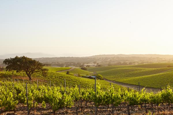 Vinogradniki pred novimi težavami: Trgatev že prihaja, nevarna bolezen pa se širi