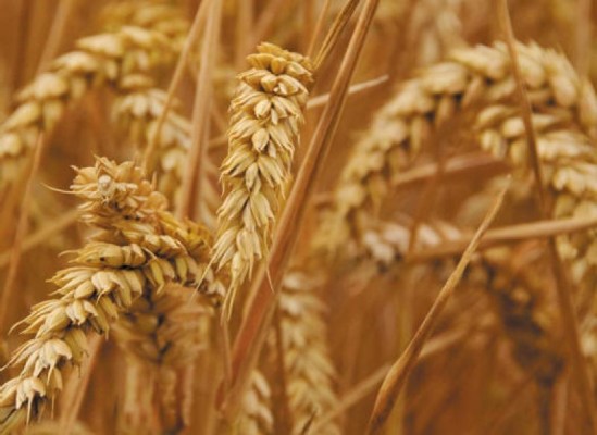 Letošnja cena pšenice spet ne v prid  pridelovalcem?