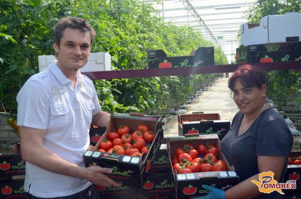 Prvi rdeči paradižniki v Renkovcih, za vsakega Slovenca bo za en kilogram