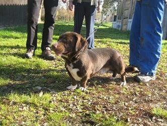 Kuža Leo išče nov dom