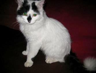 Mlada muca išče nov dom