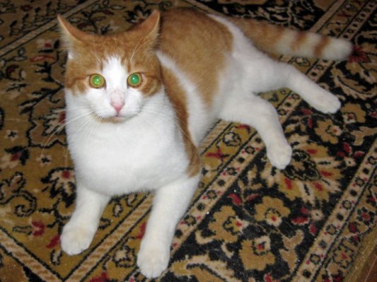 Išče se lastnik mačka