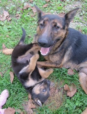 Roxa in Roma iščeta nov dom