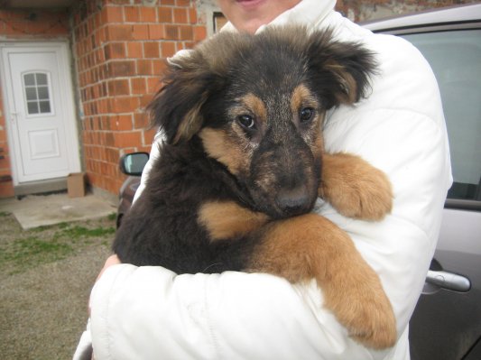 Kuža Miško išče nov dom