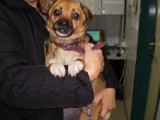 Psička in njena mladička iščejo nov dom