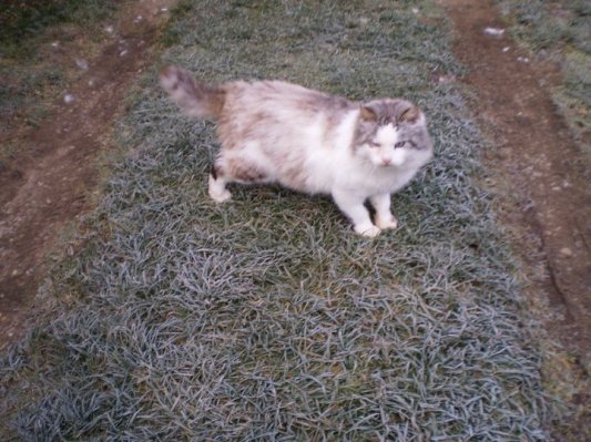 Mucek išče nov dom