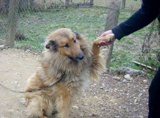 Medo išče nov, topel dom - bi ga sprejeli?
