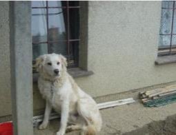 Kuža Bondi išče nov dom