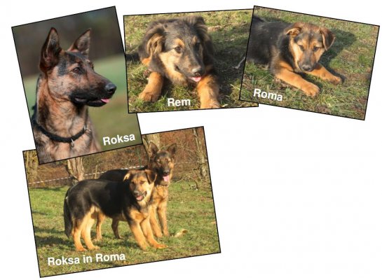 Pasja družina išče nov dom