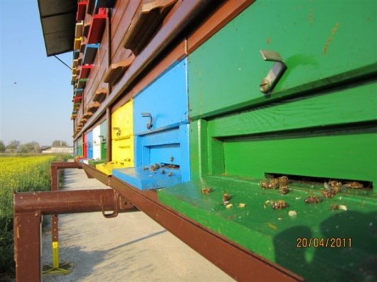 Množičen pogin čebel tudi v Rakičanu, na območju Gornje Radgone in Dolgi vasi