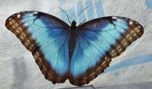 FOTO: Prekrasni metulji in orhideje na razstavi v Meleh