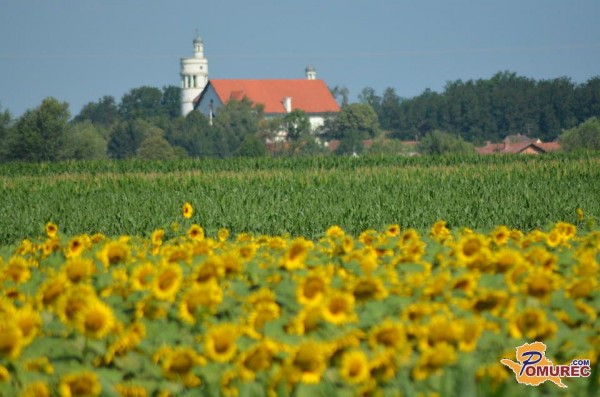 FOTO: Prekmurska polja znova porumenela, tokrat zaradi sončnic