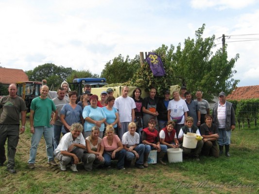 Trgatev v Radgonskih goricah »pod streho«