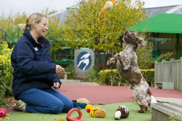S sprehajanjem psa do zdravja v nosečnosti