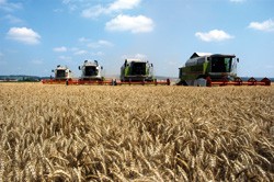 V Panviti zadovoljni z odkupom pšenice