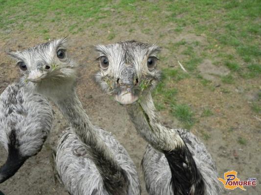 Začutimo sožitje z živalmi v živalskem vrtu Sikalu v Boračevi