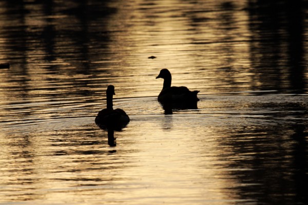 Gregorjevo – dan, ko se ptički ženijo
