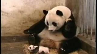 Kihajoča panda