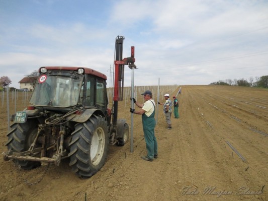 FOTO: V Radgonskih goricah skrbno obnavljajo svoje vinograde