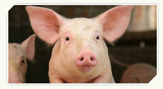 Štajerec na obisku pri Gorenjcu