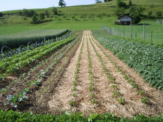 Slaba povezanost pridelovalcev velika pomanjkljivost slovenskega zelenjadarstva