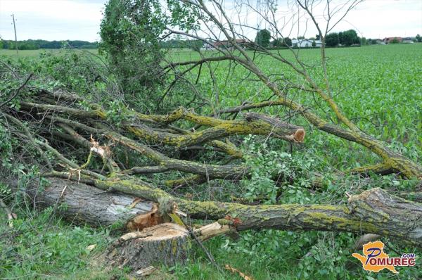 FOTO: Podrli še drevored na Tišinski ulici
