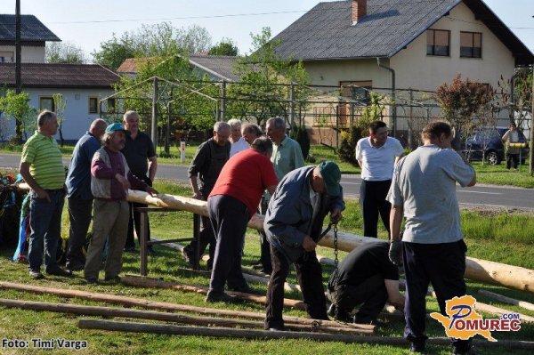 FOTO: Tradicionalna postavitev mlaja v Žepovcih