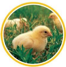 Zakaj je bog ustvaril blondinke?