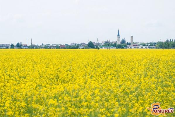 FOTO: Rumena barva preplavila pomurska polja