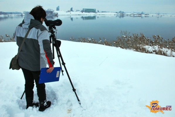 Skozi sneg z ljubeznijo do narave - člani DOPPS popisali vodne ptice