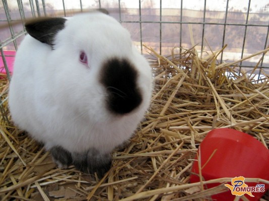 FOTO: V Odrancih na ogled več kot 600 pasemskih malih živali