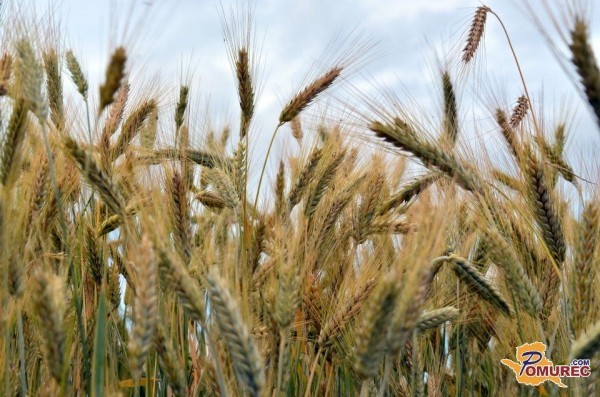 V Sloveniji letos poželi rekordnih 150 tisoč ton pšenice