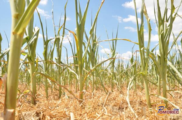 V kmetijstvu nepopravljiva škoda zaradi suše