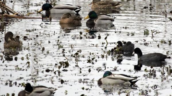 V Petišovcih bodo obnovili tri mokrišča