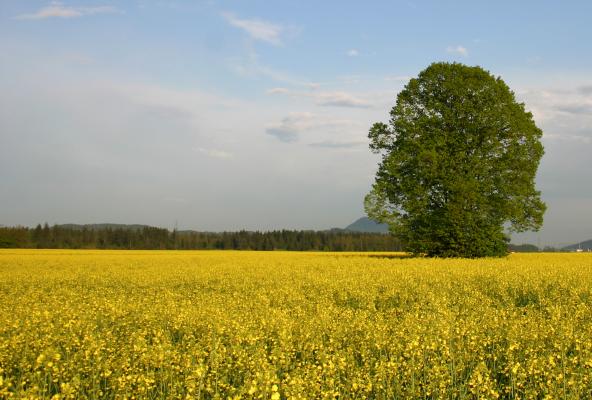 Vzpostavitev trajne rodovitnosti tal s pomočjo produktov podjetja Meko