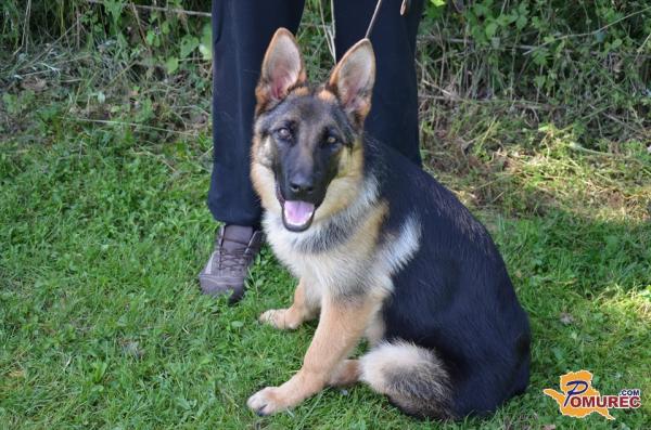 FOTO: Specialna razstava za nemške ovčarje 