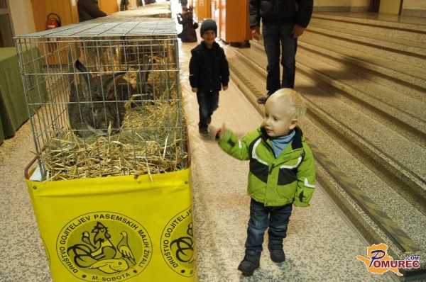 FOTO: Dvodnevna razstava malih živali v Murski Soboti